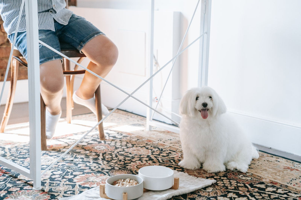 White dog sitting next to its food and water bowls