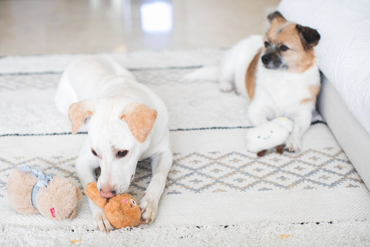 Two dogs playing with plush toys on a rug