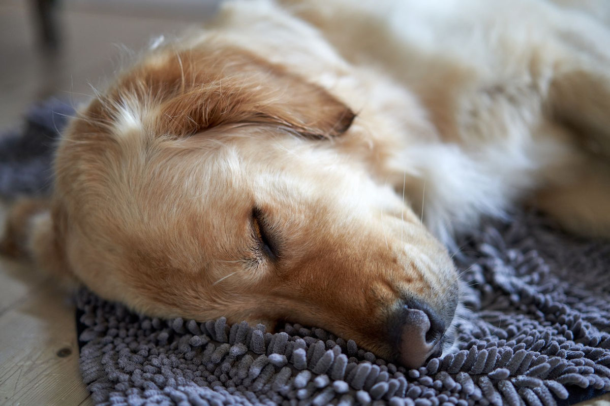 Golden retriever stretched out asleep on a soft mat
