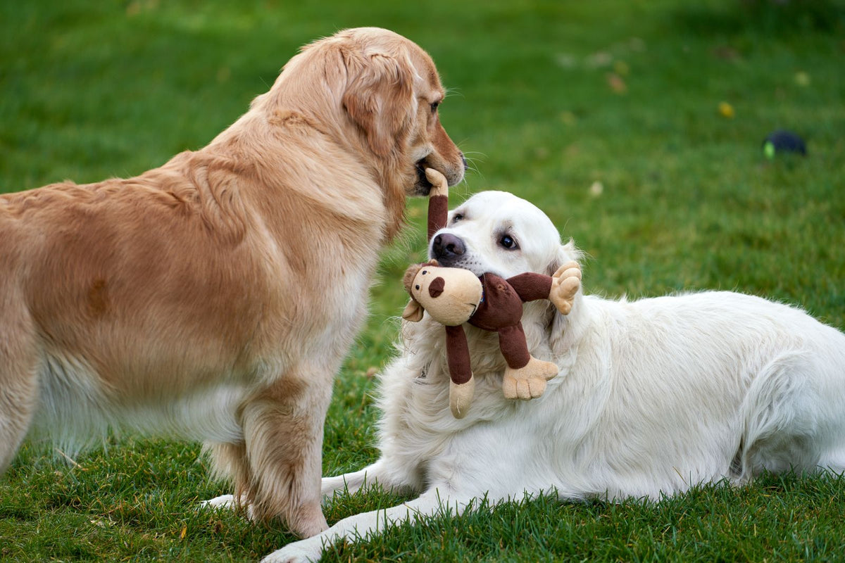 Two golden retrievers playing with a plush toy on the grass