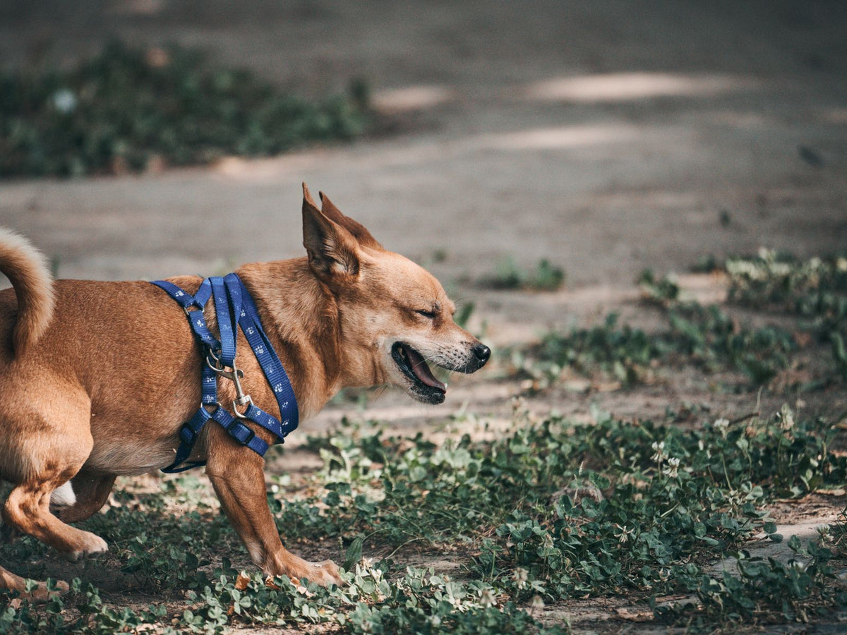 Chihuahua wearing a blue harness on a walk