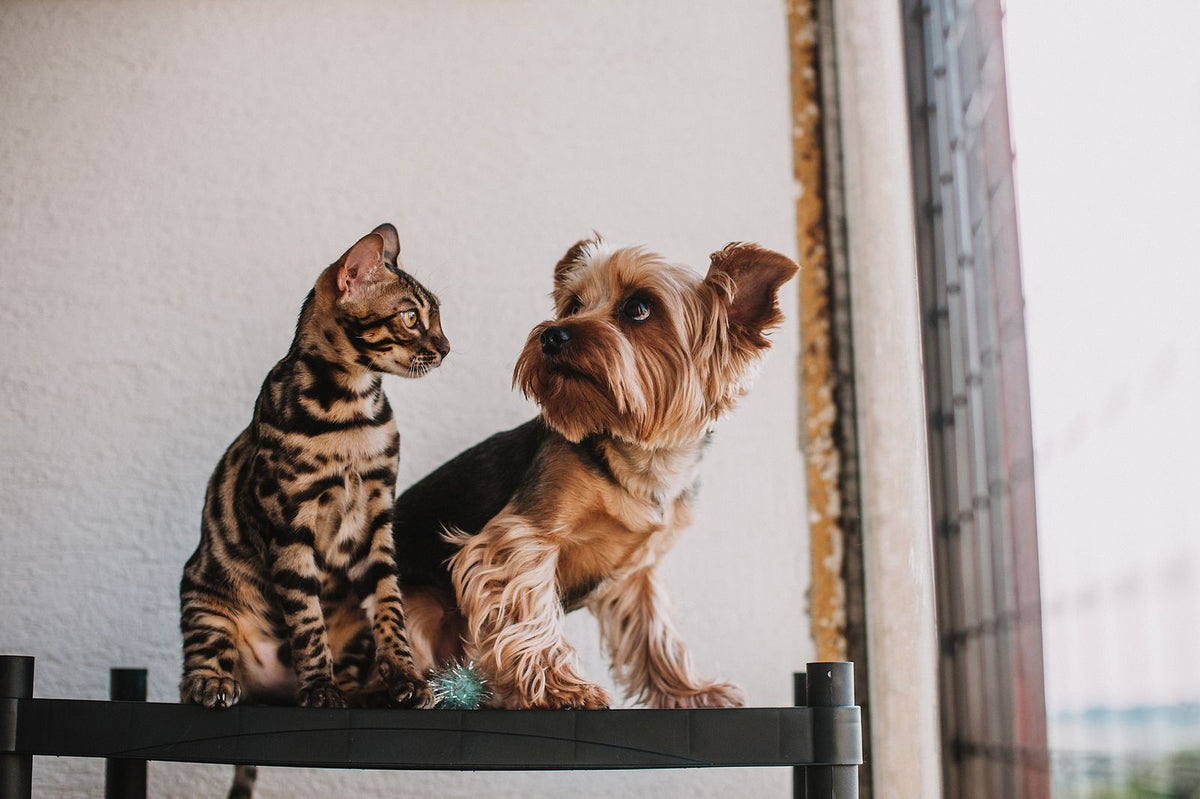 Bengal cat and Yorkshire terrier sitting together by a window