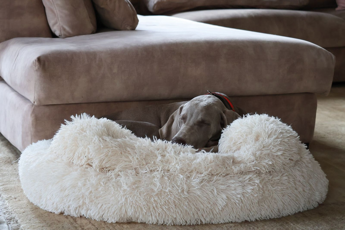 Dog asleep in a fluffy bed beside a sofa