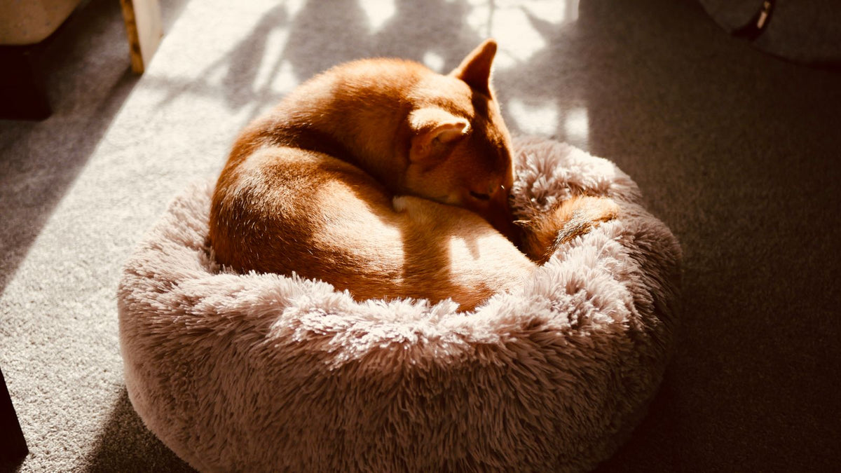 Dog curled up asleep in a fluffy round bed