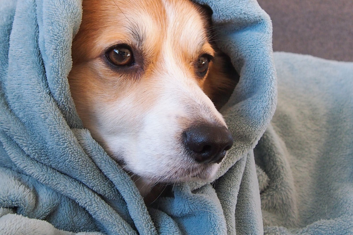Dog wrapped in a soft blue blanket