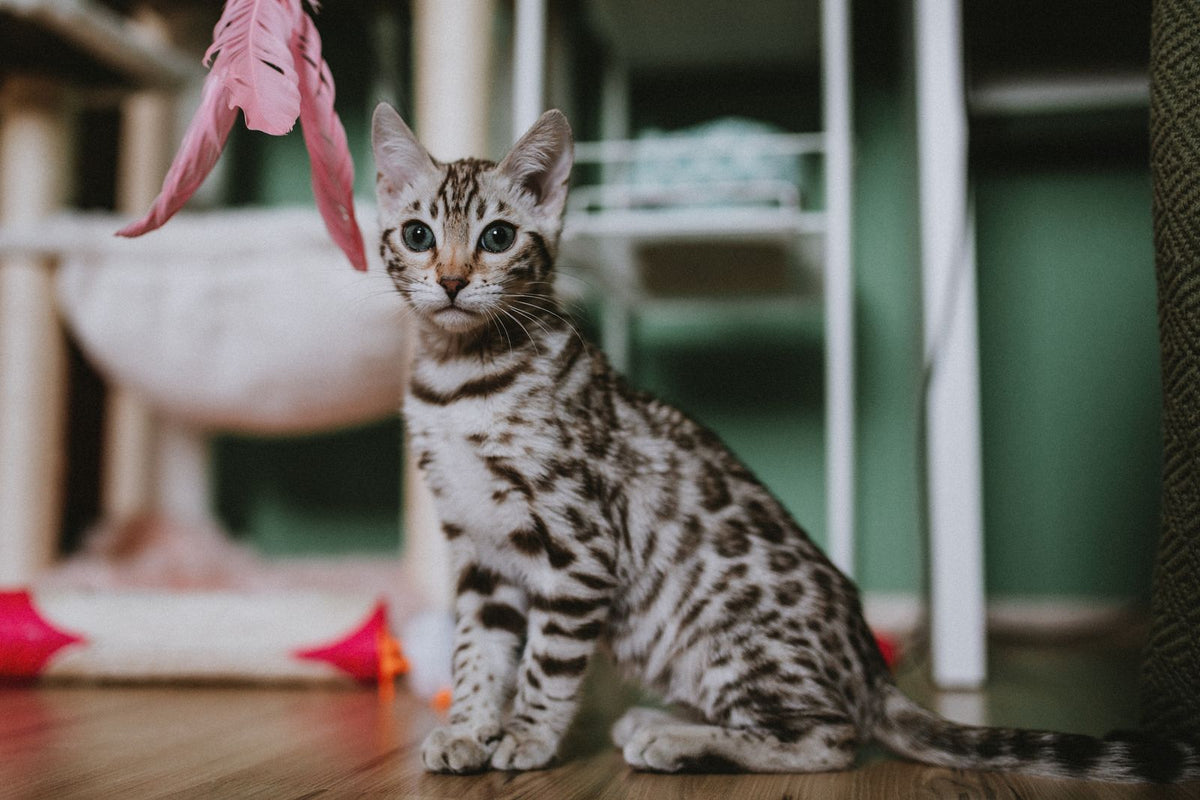 Bengal kitten playing with a pink feather toy