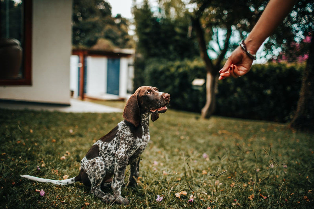 Puppy learning a command from its owner outdoors