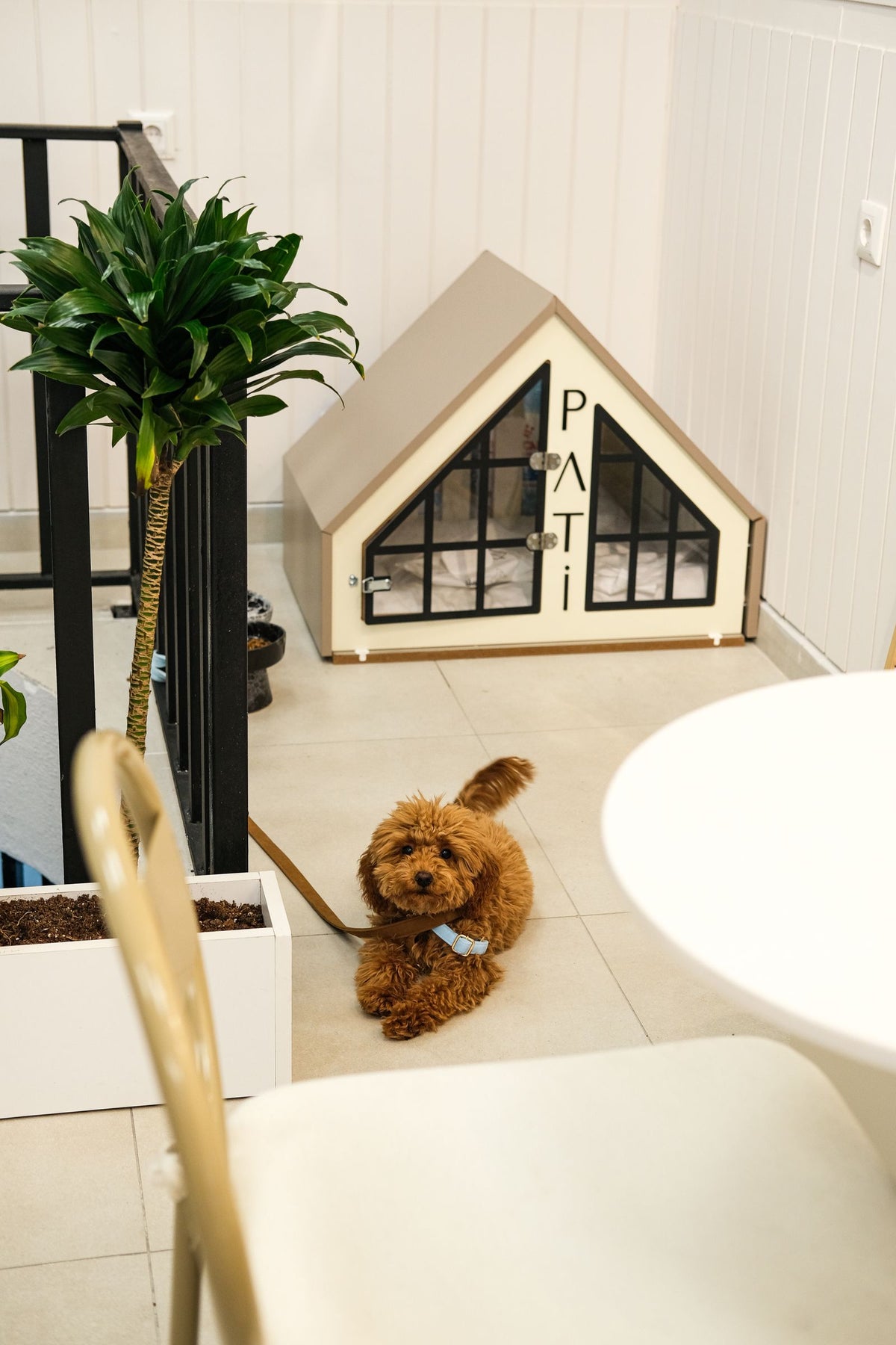 Small dog beside a wooden pet house indoors