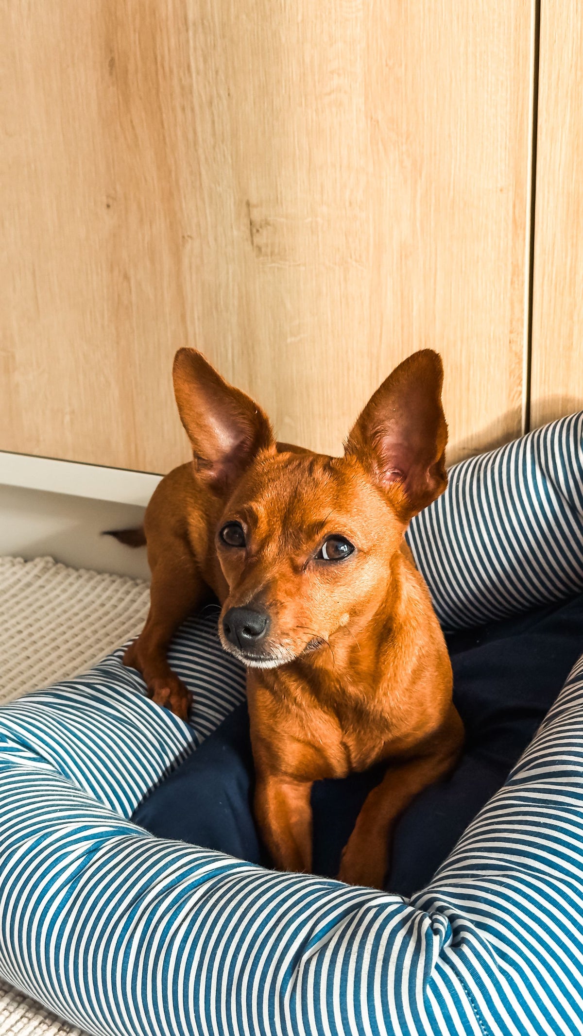 Small dog lying in a striped bolster bed