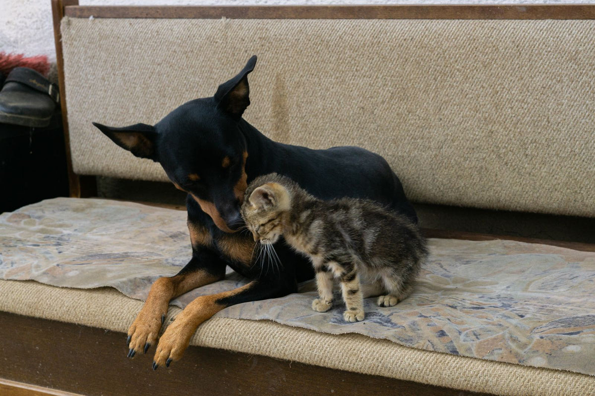 Dog and kitten resting together on a sofa