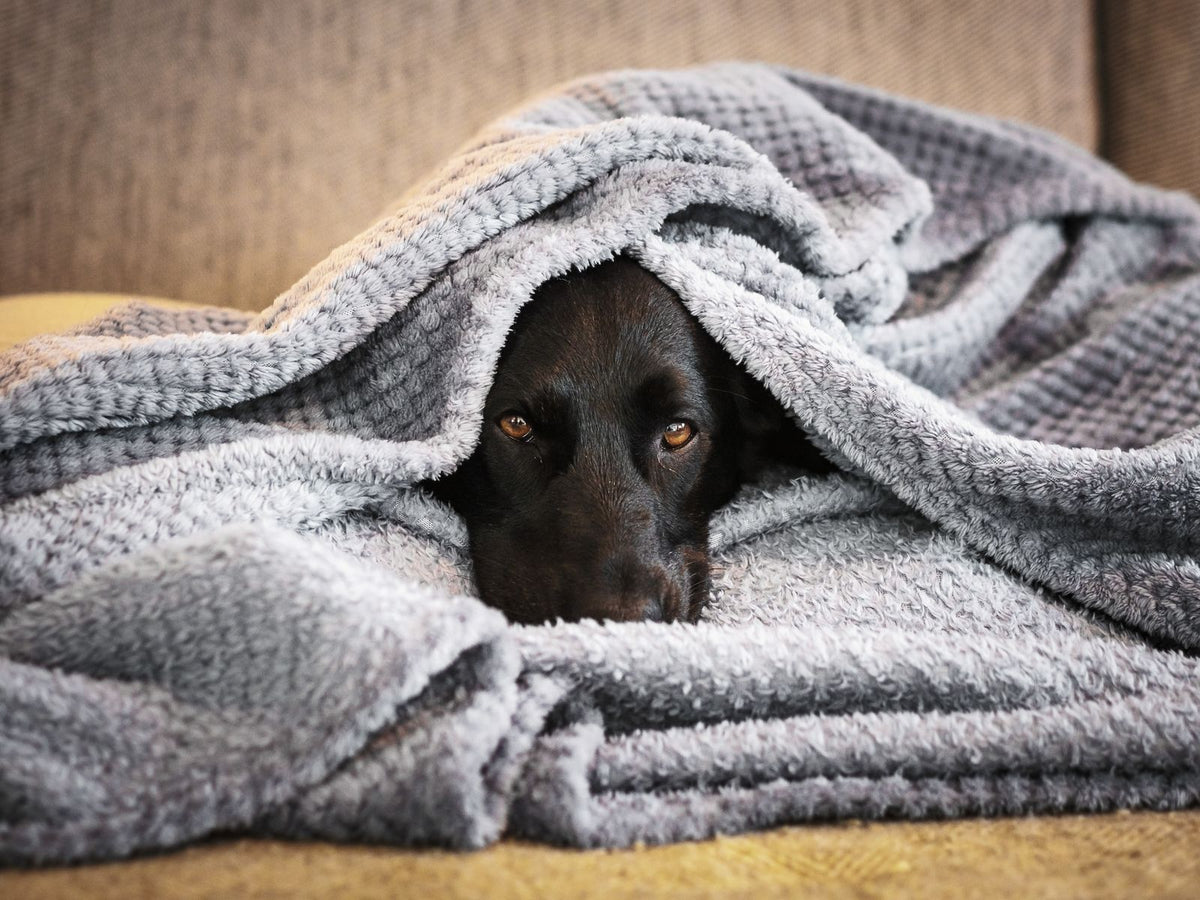 Black dog peeking out from under a gray blanket