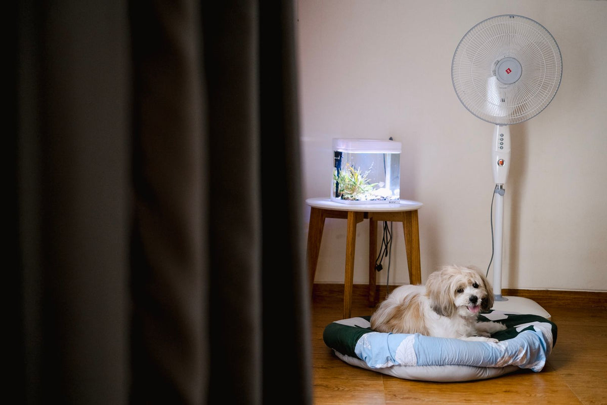 Dog resting on a round cushion bed in a living room