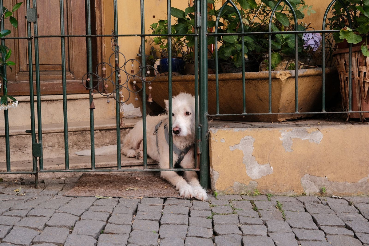 Fluffy dog peeking through a garden gate