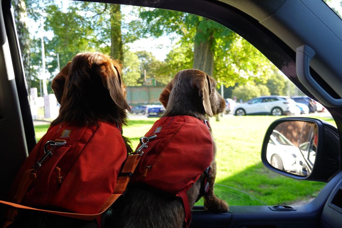 Two dogs wearing backpacks looking out of a car window