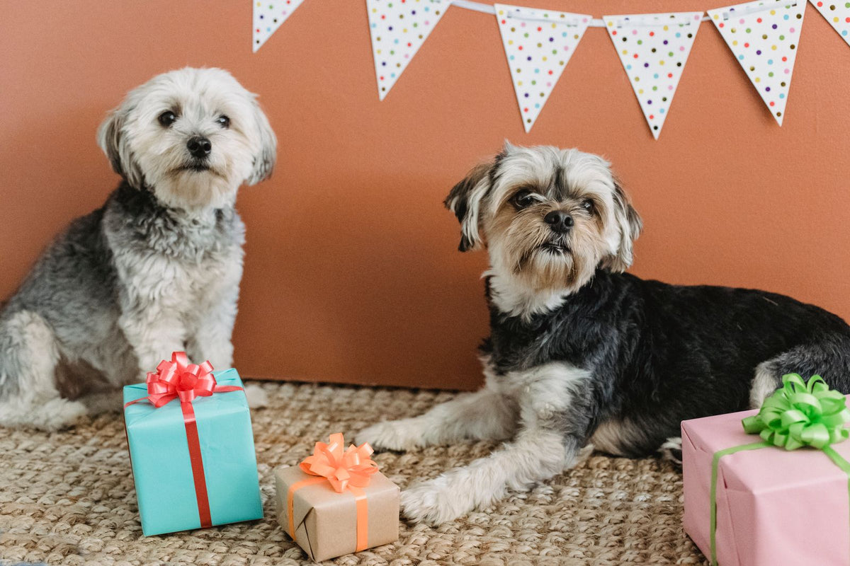 Two small dogs sitting beside wrapped gift boxes