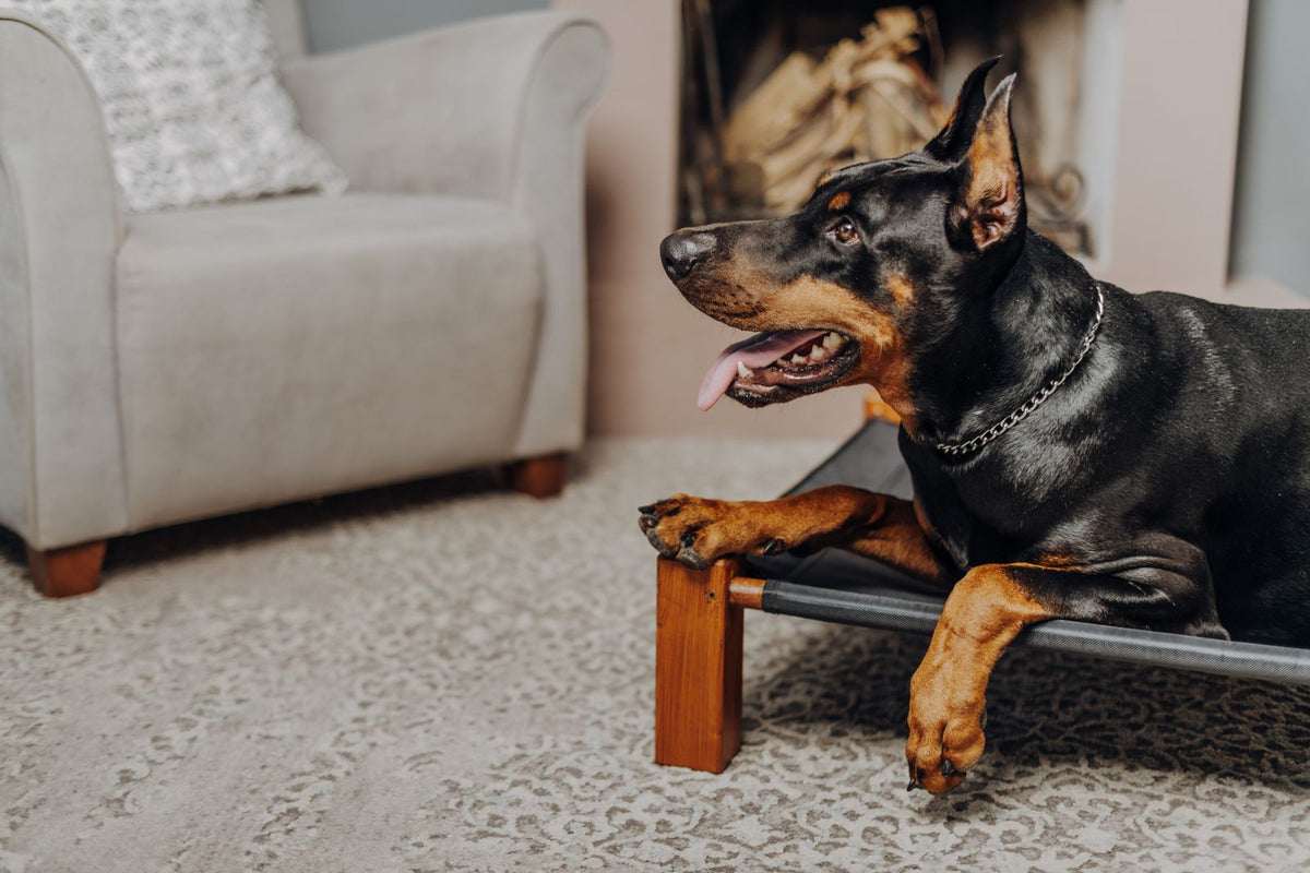 Doberman lying on a raised dog cot in a living room