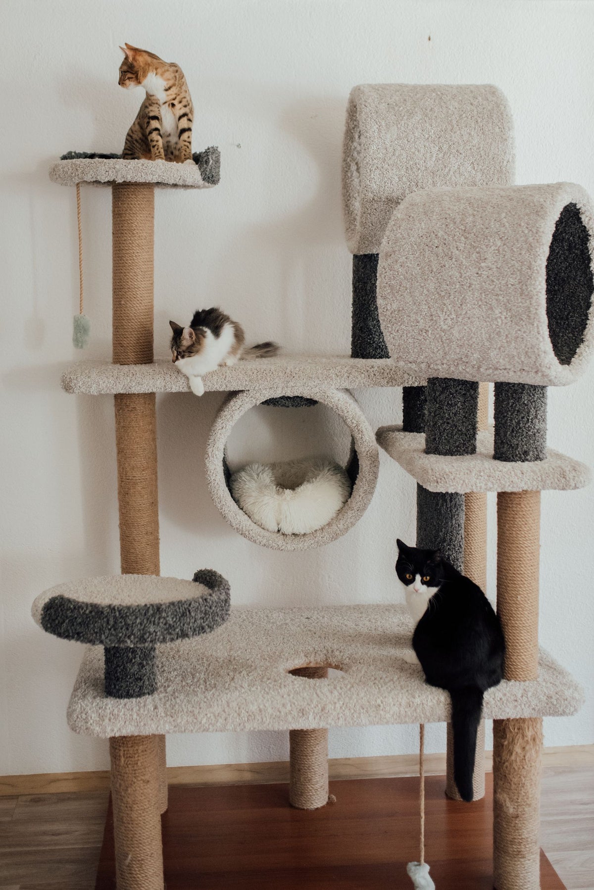 Cats resting on a tall cat tree with sisal posts