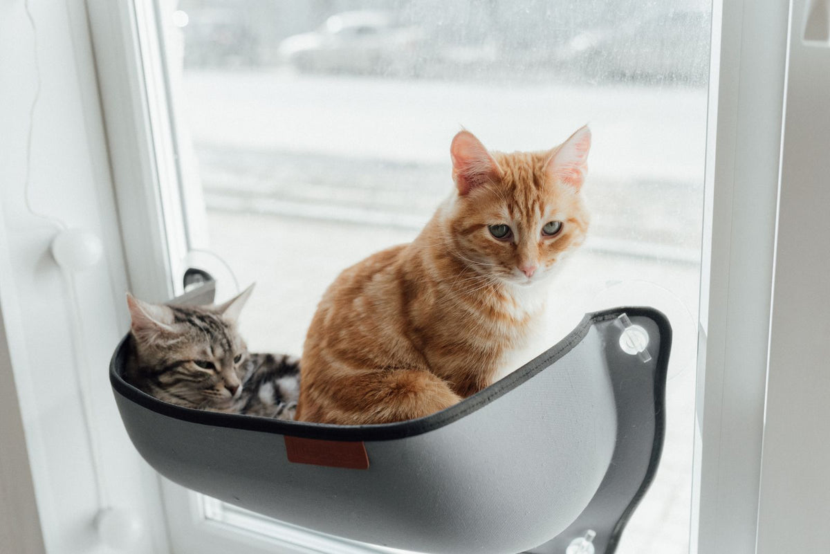 Two cats lounging in a window perch