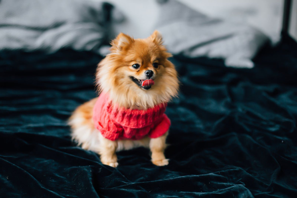 Pomeranian wearing a red knit sweater