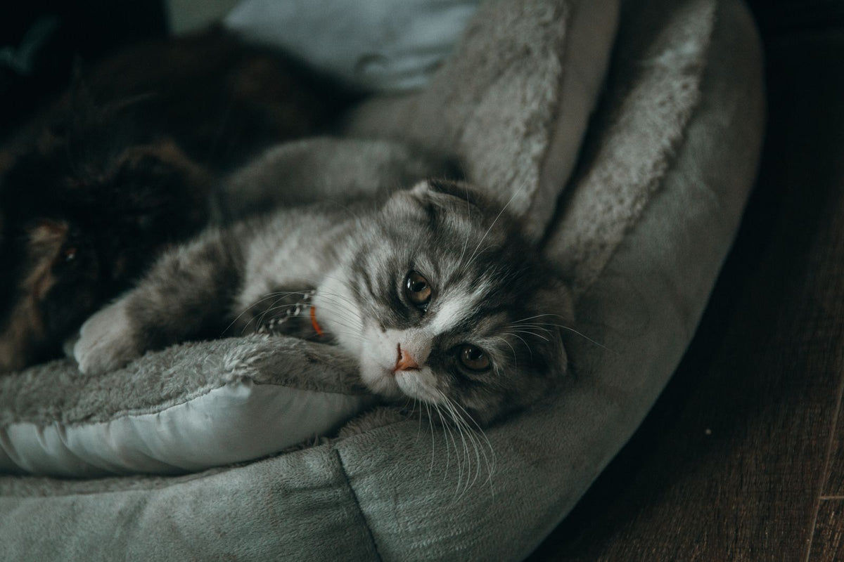 Gray cat curled up in a soft round bed