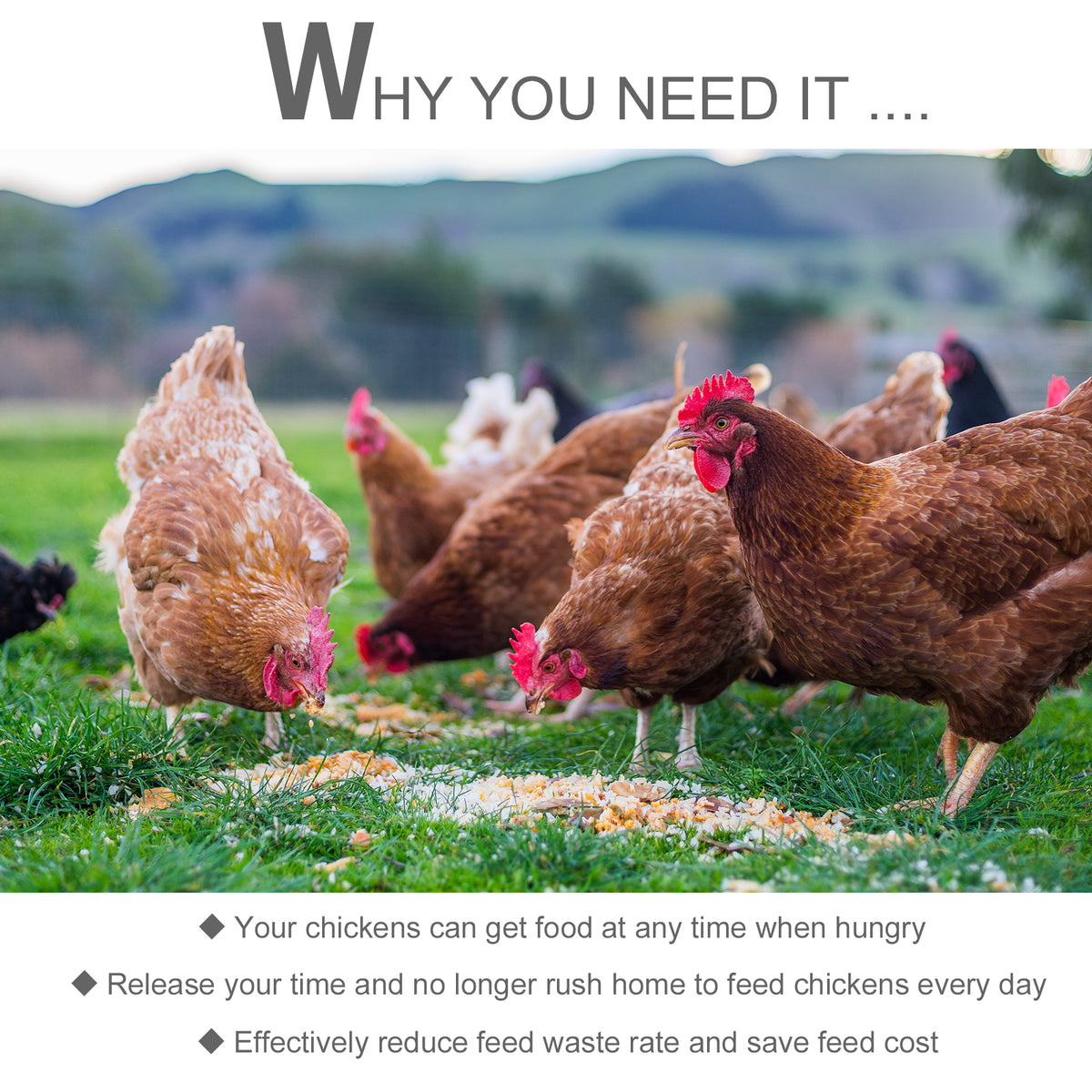 Automatic Chicken Feeder with 25 lbs Capacity for Poultry – view 8