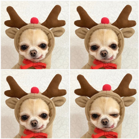 Cute Fruit Dog Clothes for Small Dogs Hoodies for Winter Warmth – view 9