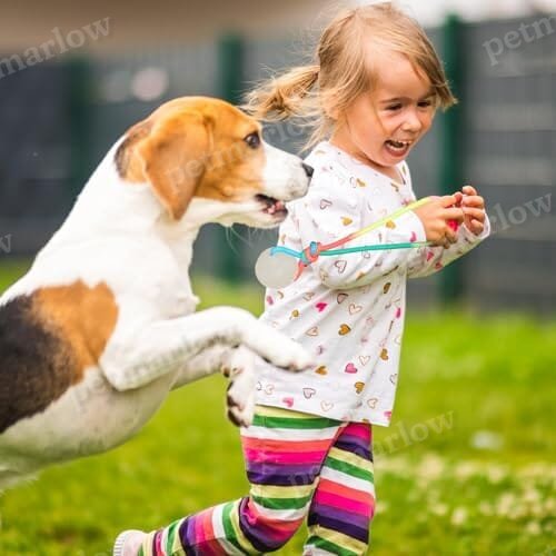 2 Pcs Dog Training Ball on Rope Glow in The Dark Ball – view 3