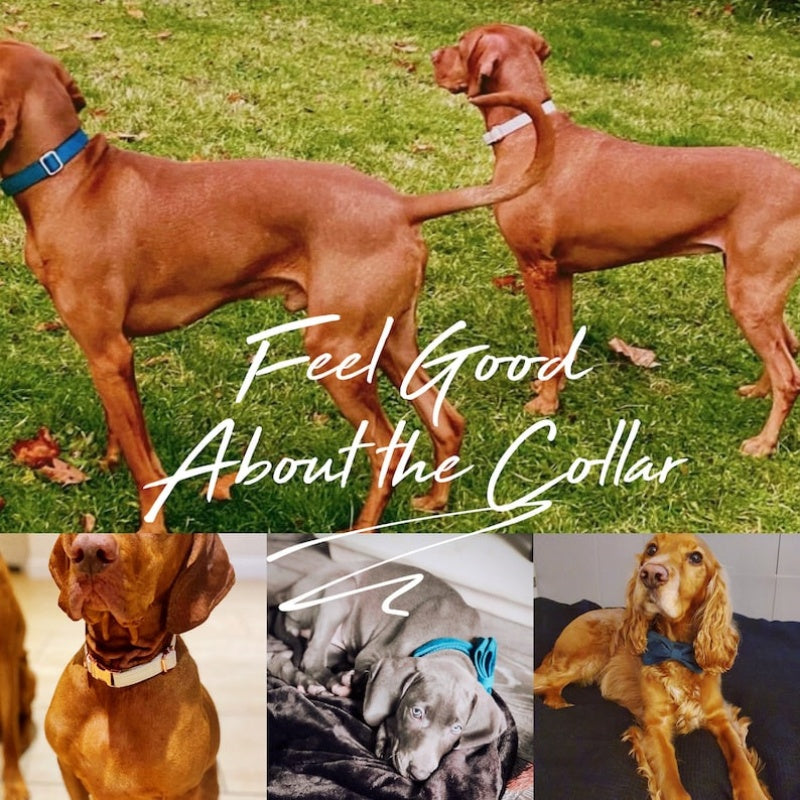 Personalized Velvet Dog Collar and Leash Set with Bow – view 17