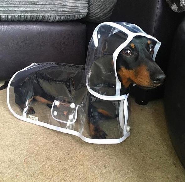 Transparent Waterproof Dog Raincoat – view 8