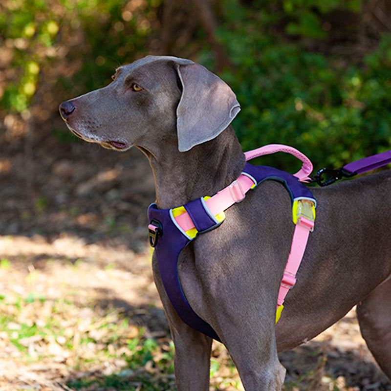 Portable Pet Vest Harness For Medium Dogs – view 9