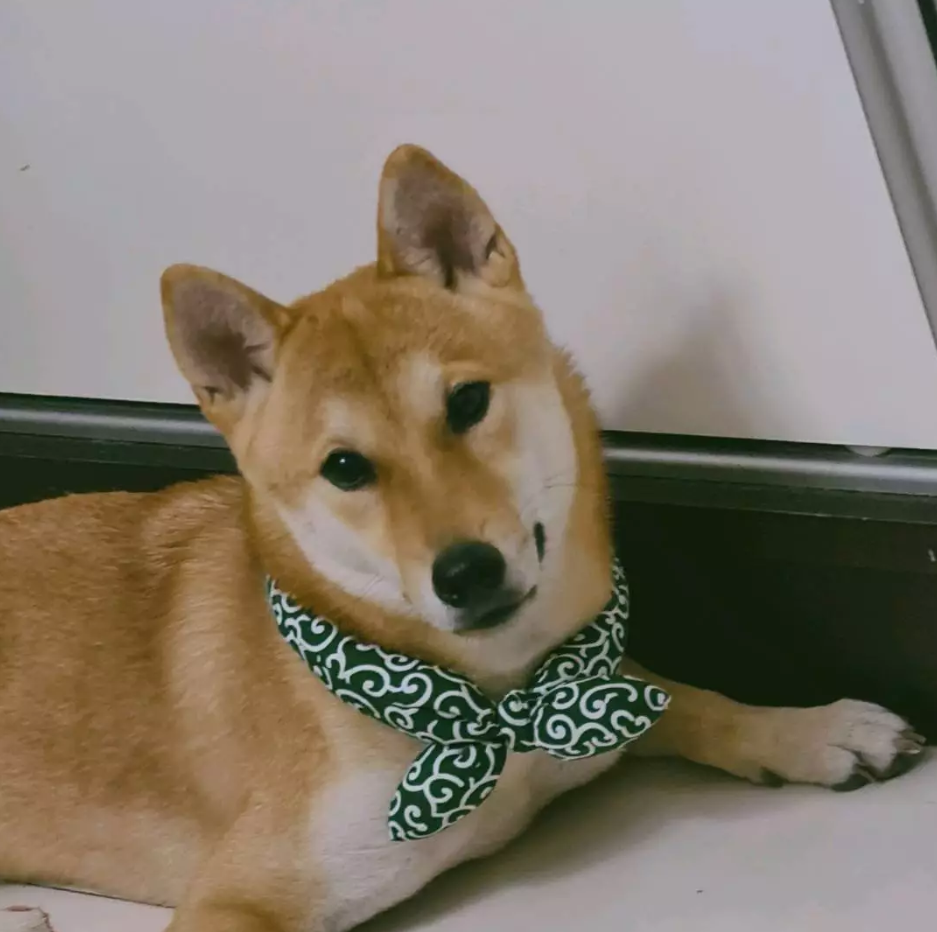 Cooling Dog Collar with Traditional Pattern for Hot Days – view 7
