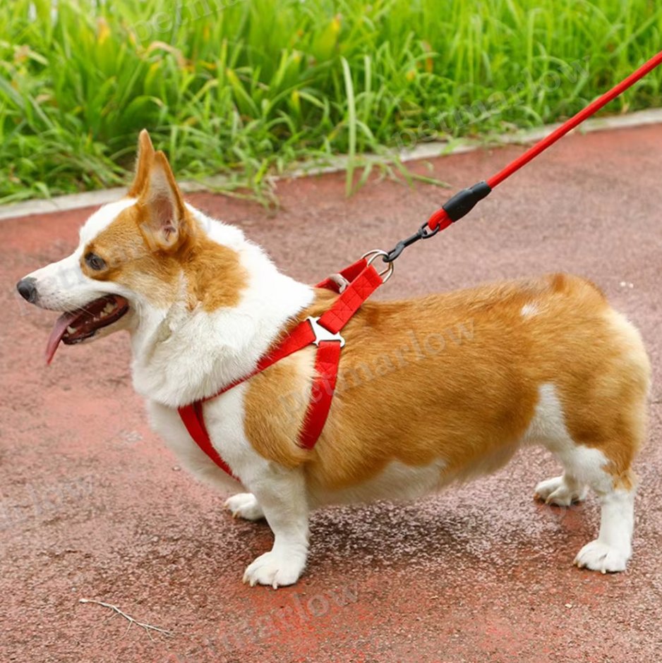 Adjustable Dog Harness with Leash in 5 Colours – view 6