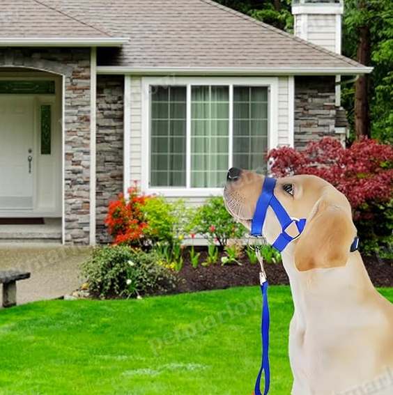 Adjustable Harness with Leash for Small and Medium-Sized Dogs – view 6