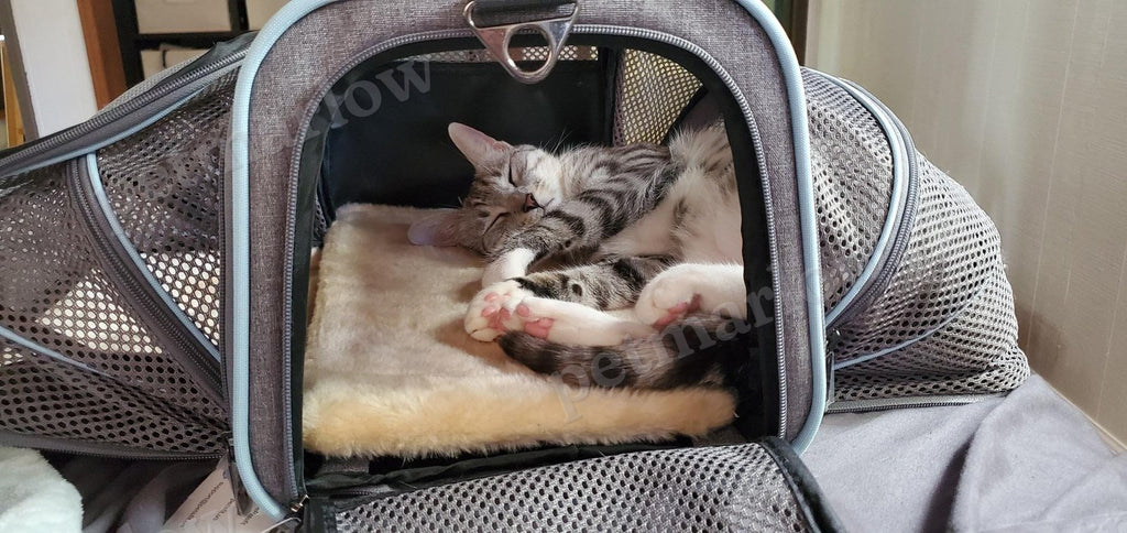 Airline Ready Dog & Cat Carrier – view 6