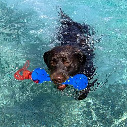 Beach & Outdoor Play – Dogs Beach Essentials (Blue Stick) – view 7