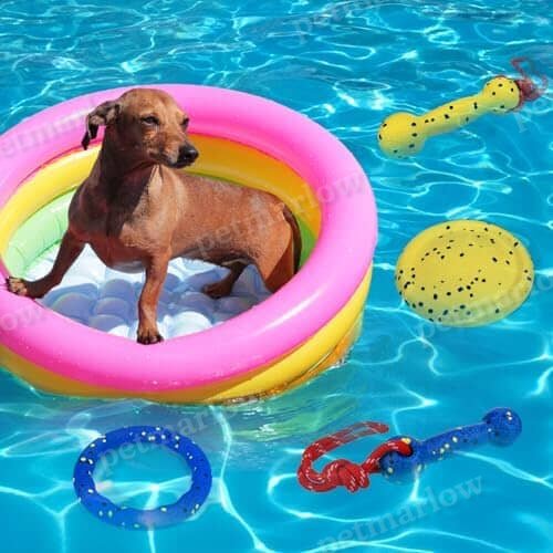 Beach & Outdoor Play – Dogs Beach Essentials (Blue Stick) – view 6