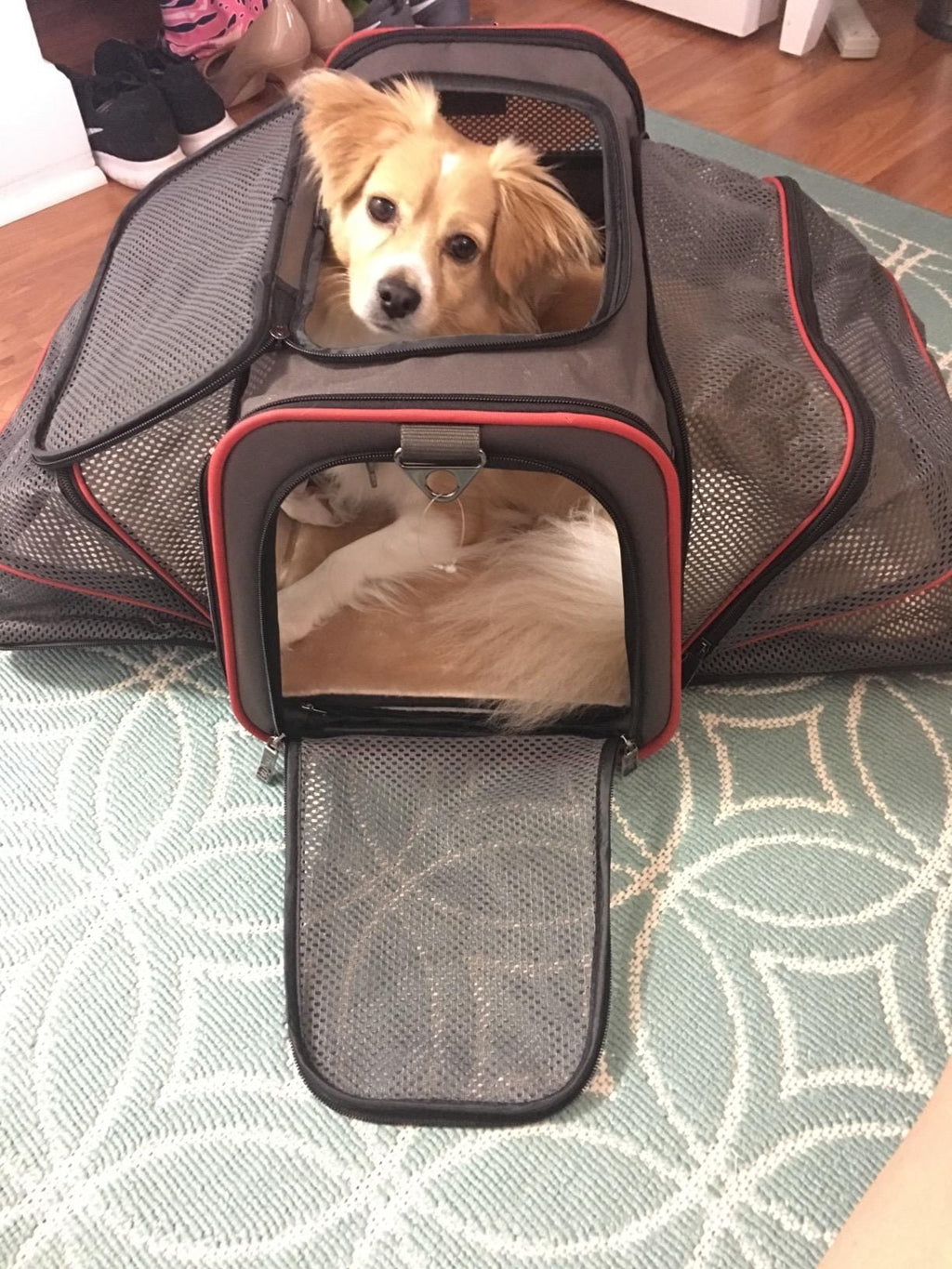 Airline Ready Dog & Cat Carrier – view 8