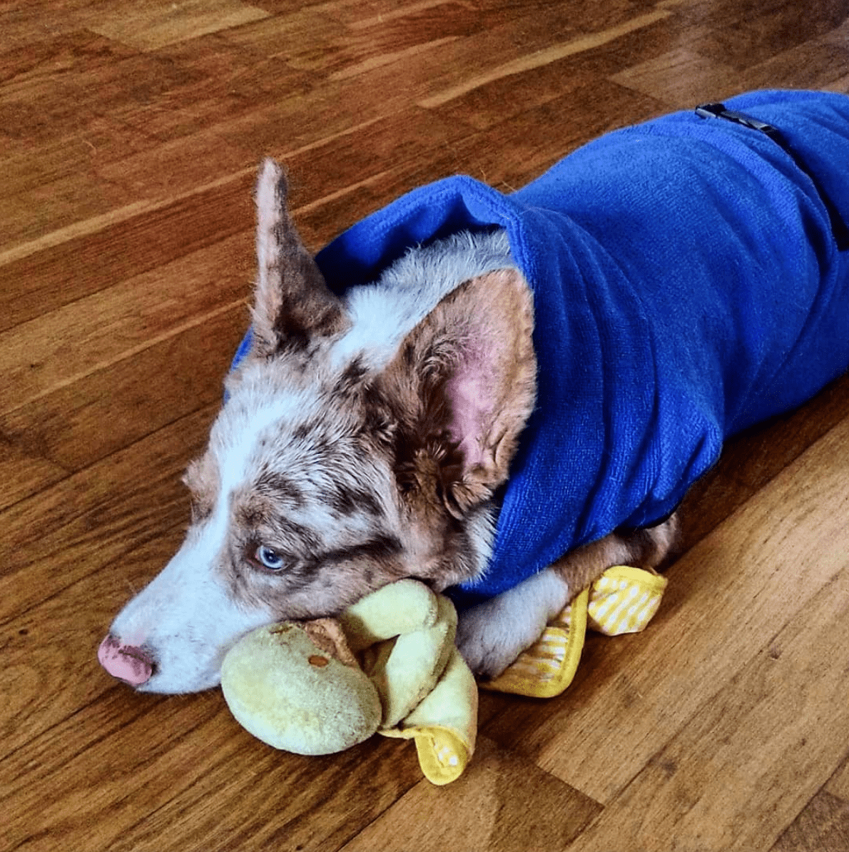 Quick Dry Doggo Robe – view 10