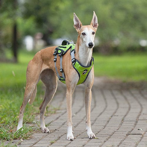 K9 Harness – view 7
