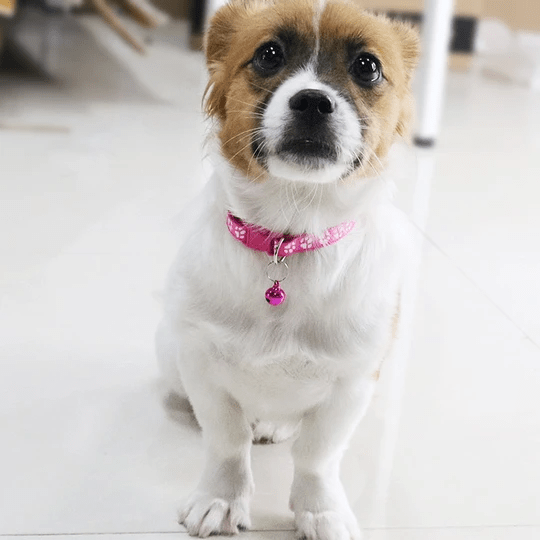 Paw Charm Pet Collars – view 9