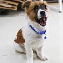 Paw Charm Pet Collars – view 10