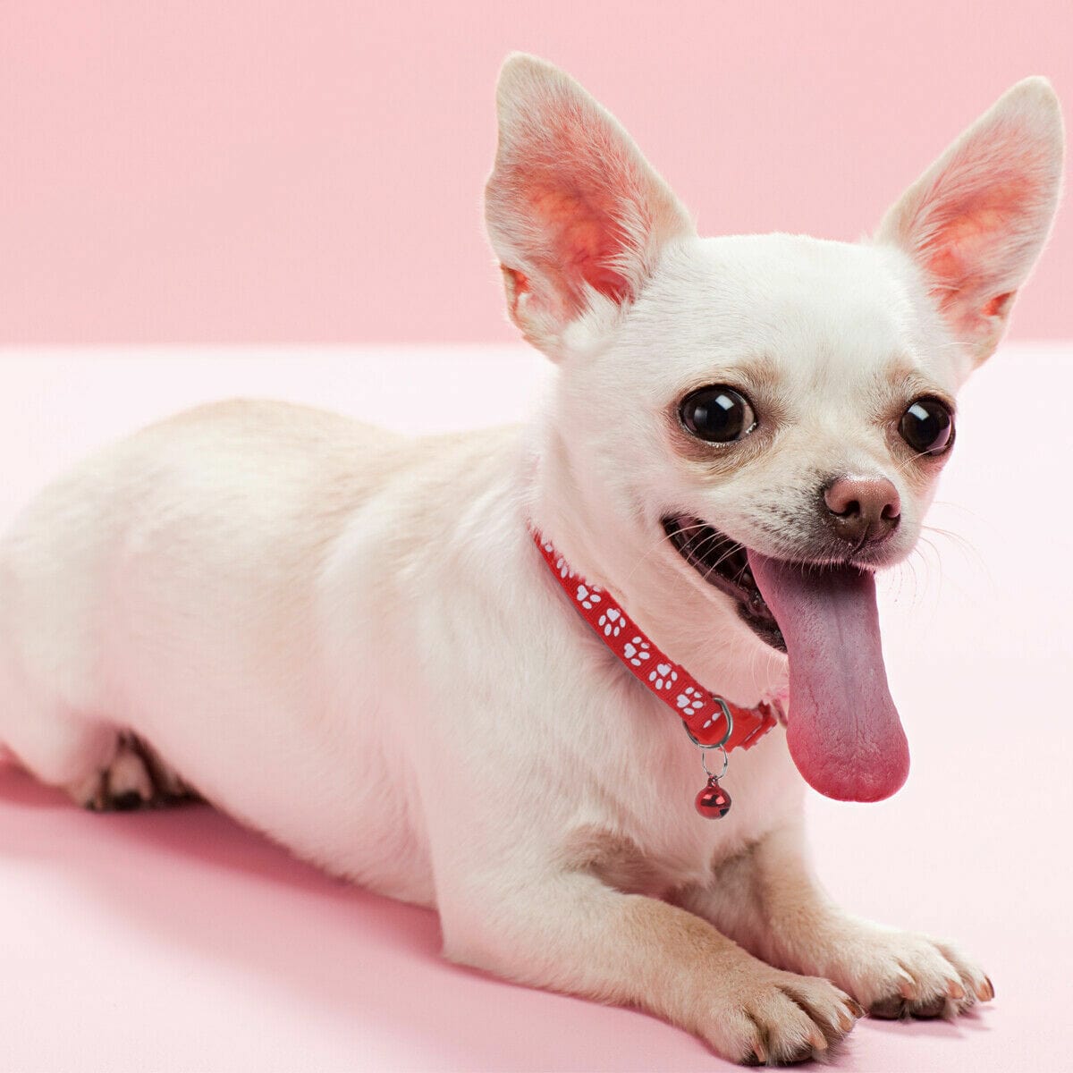 Paw Charm Pet Collars – view 15