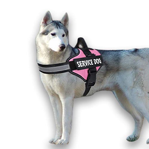 Personalised No Pull Dog Harness – view 14