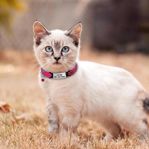 Personalized Engraved Cat Collars – view 7