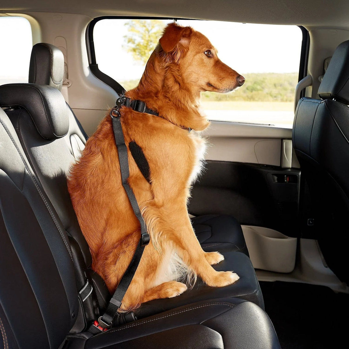 Seat Belt Safety Leash – view 15