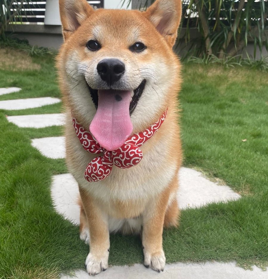 Cooling Dog Collar with Traditional Pattern for Hot Days