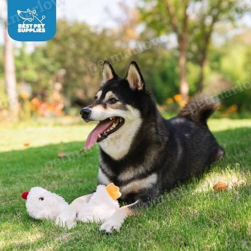 Crinkle Chicken Dog Toy – view 5