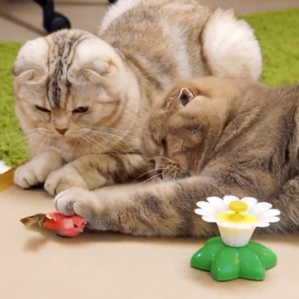 Cute Electric Butterfly/HummingBird Cat Teaser Toy