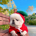 Cute Fruit Dog Clothes for Small Dogs Hoodies for Winter Warmth – 1 Style / XS