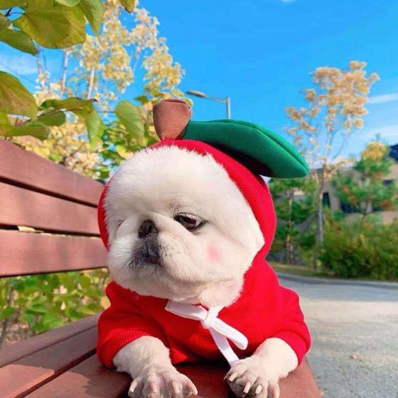 Cute Fruit Dog Clothes for Small Dogs Hoodies for Winter Warmth – 1 Style / XS